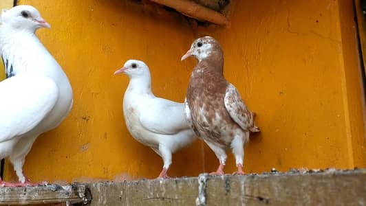 5 pigeons