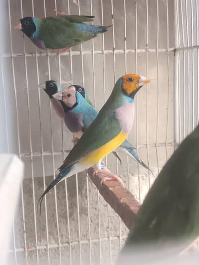 Lady Gouldian Finches (EHF Birds)