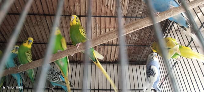 Australian budgies pride, dominant pide, sprangle etc