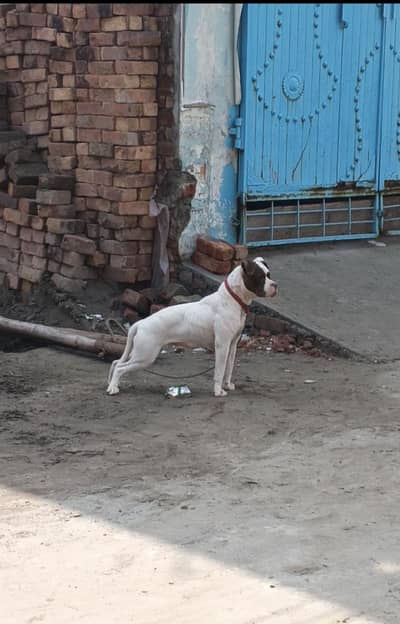 American bulldog full active and healthy