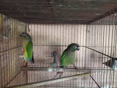 green checked conure