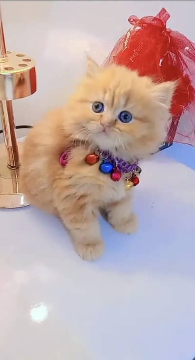 Quality Persian Punchface cat & kitten. moreWhatsApp 03314426573