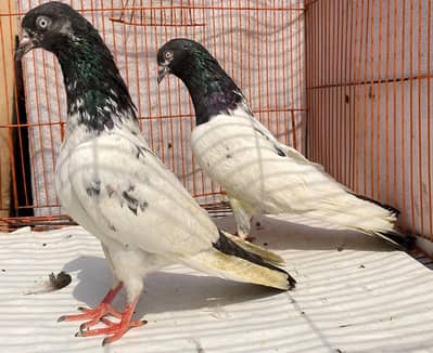 tedy   bredr pair avil