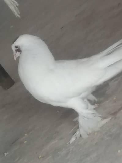 King sized White Sherazi pair