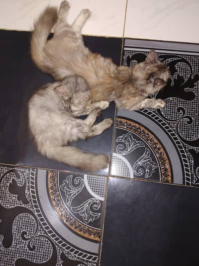persian cat