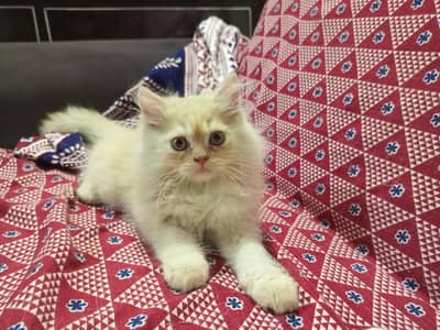persian cat kittens