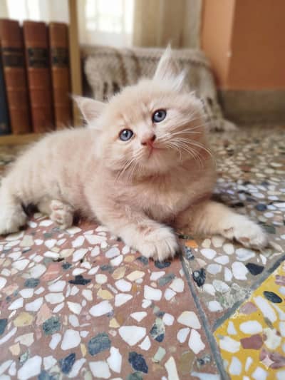 Persian kittens for sale. beautiful Kittens in Different colors.