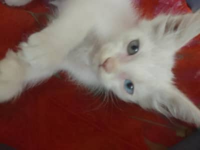 Odd Eyes Kitten