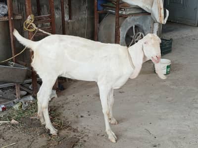 Rajanpuri Bakri For Sale