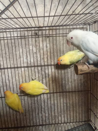 breeding pair