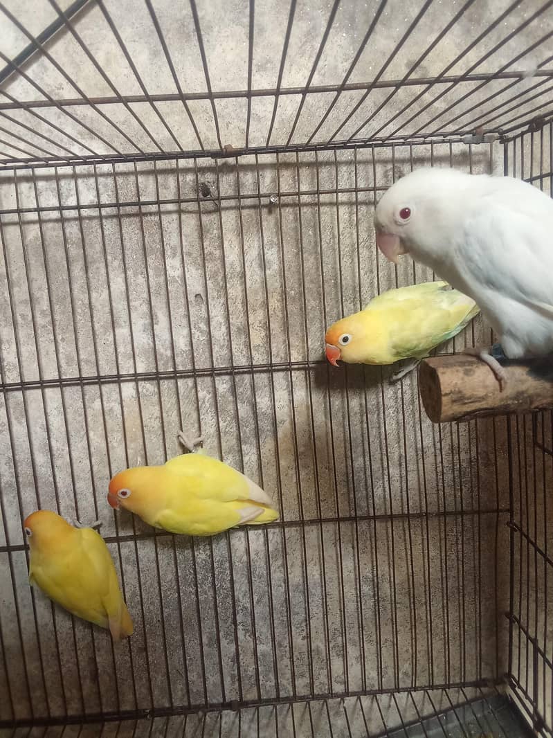 breeding pair 0