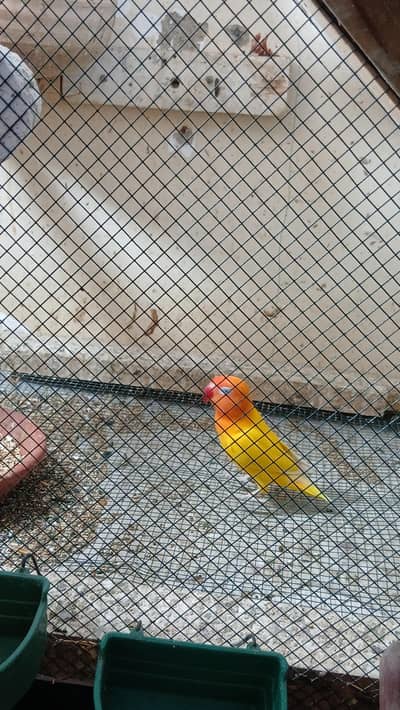 lovebirds parrot sale 4000 location nusariy shara e fahsal pecsh block