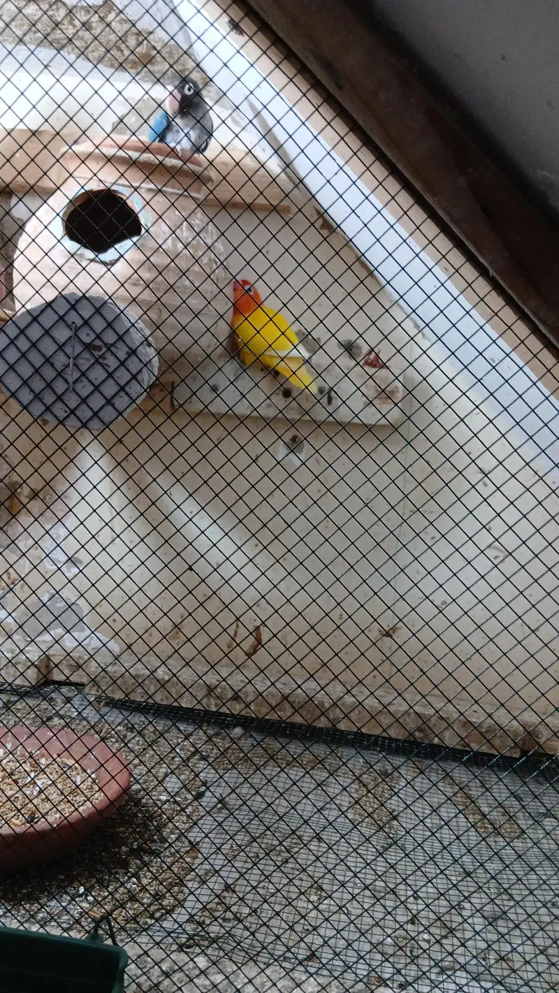 lovebirds parrot sale 4000 location nusariy shara e fahsal pecsh block — photo 2