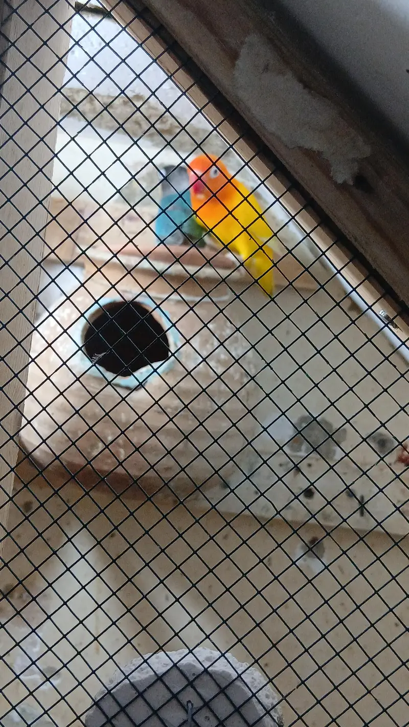 lovebirds parrot sale 4000 location nusariy shara e fahsal pecsh block — photo 3