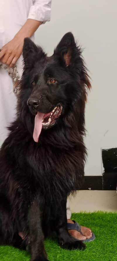black German shepherd