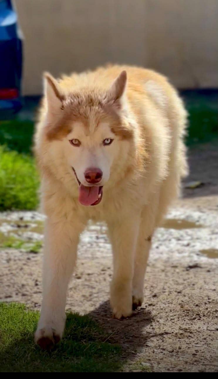 husky pair 2