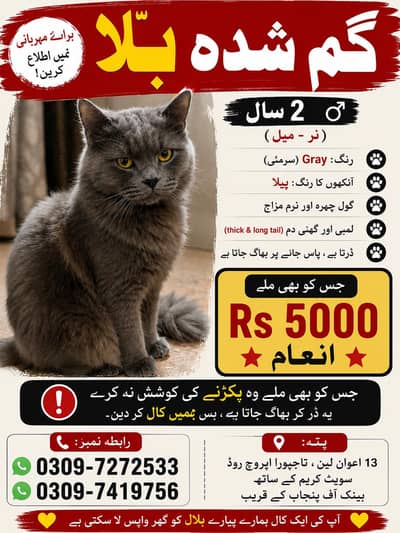 2 year old missing male cat lost in Tajpura lahore