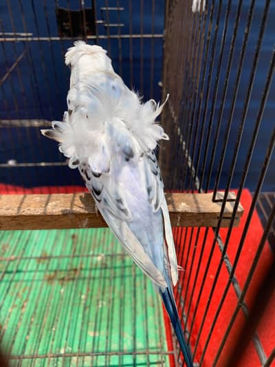 Hogoromo Blue turquoise Love birds Healthy and active 6 eggs average