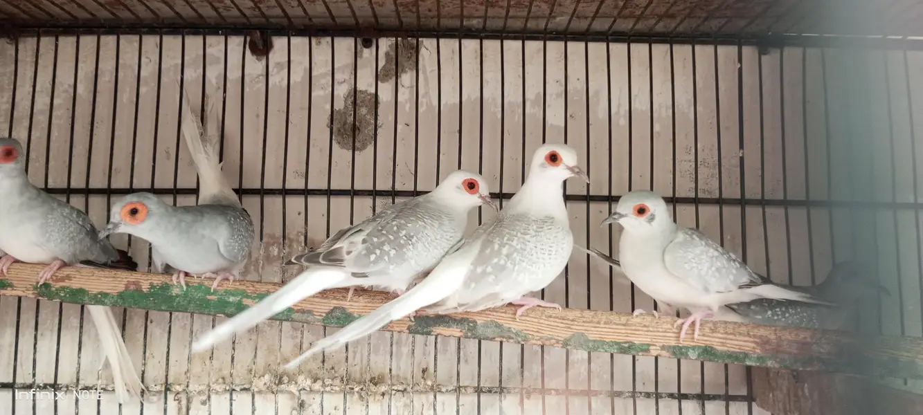 dove white tale & snow White
