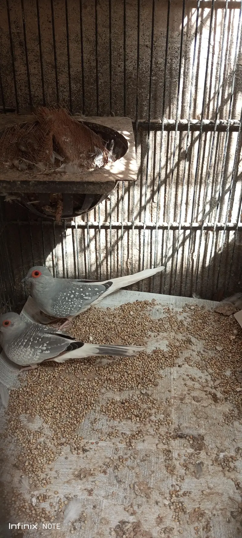 dove white tale & snow White — photo 2