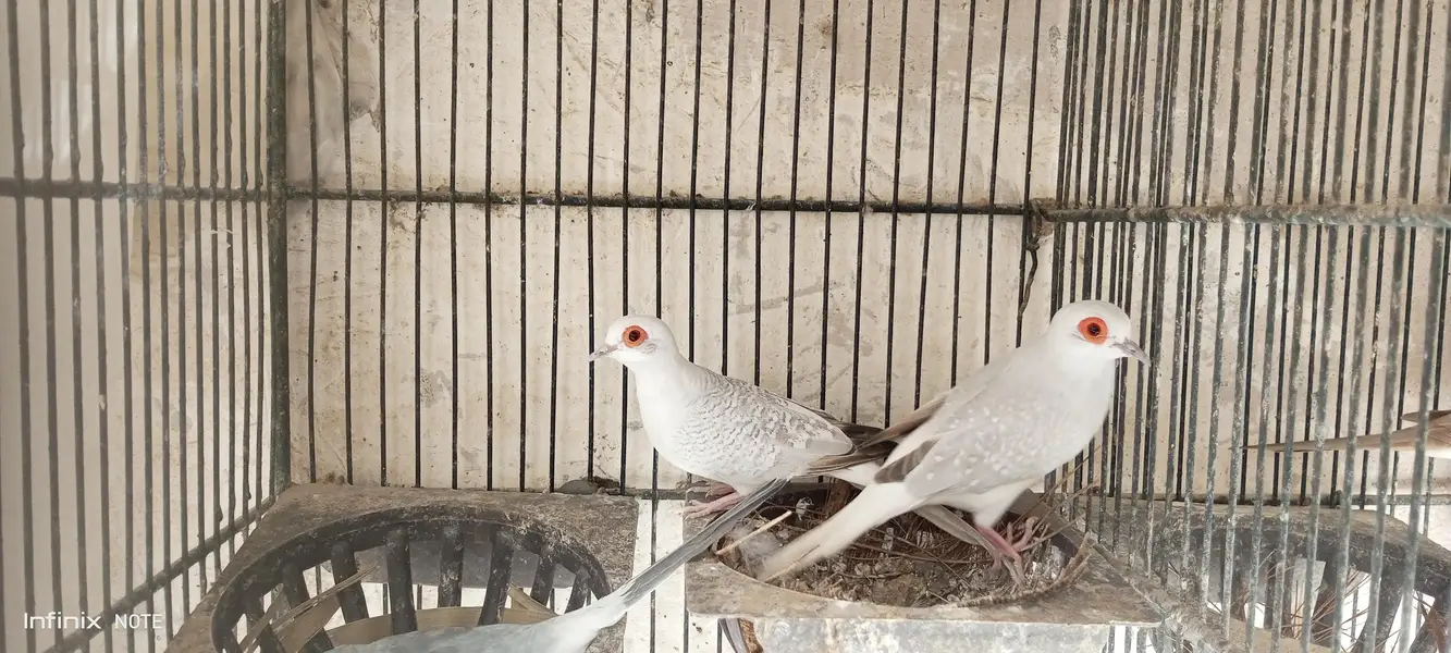 dove white tale & snow White — photo 3