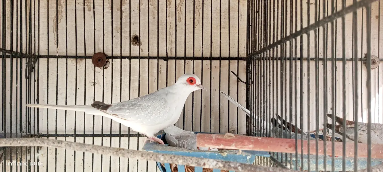 dove white tale & snow White — photo 4