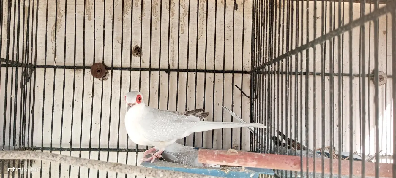 dove white tale & snow White — photo 5
