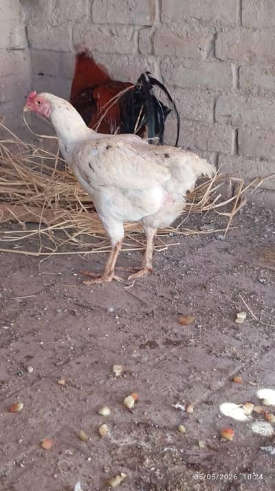 aseel murghi for sale healthy and active