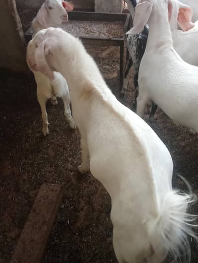 breeder Bakra for sale