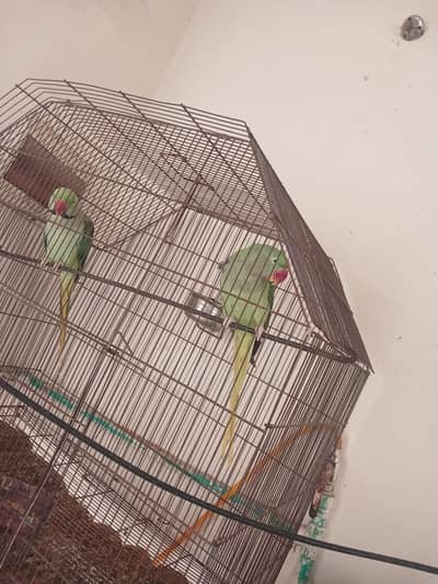 raw parrots pair for sale
