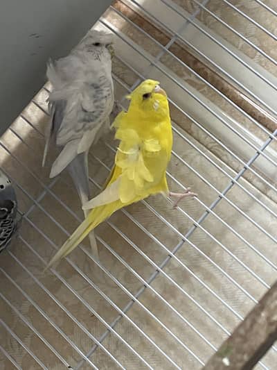 Breeder pair tcp spangle male and lutiono hogo female