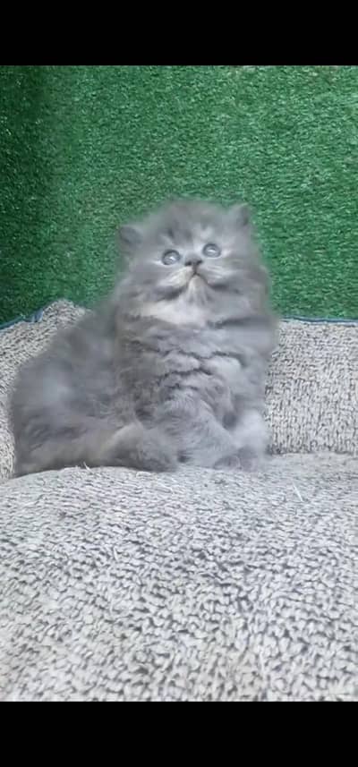 Quality Persian Punch face cat & kitten is03194866952Whatsapp