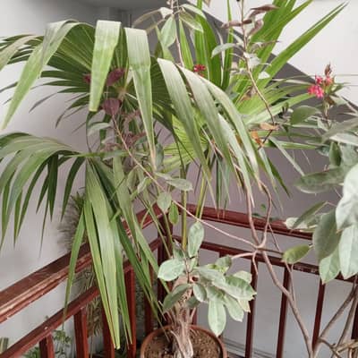 plants