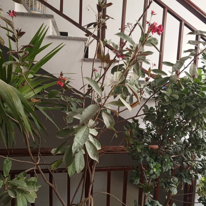 plants 1