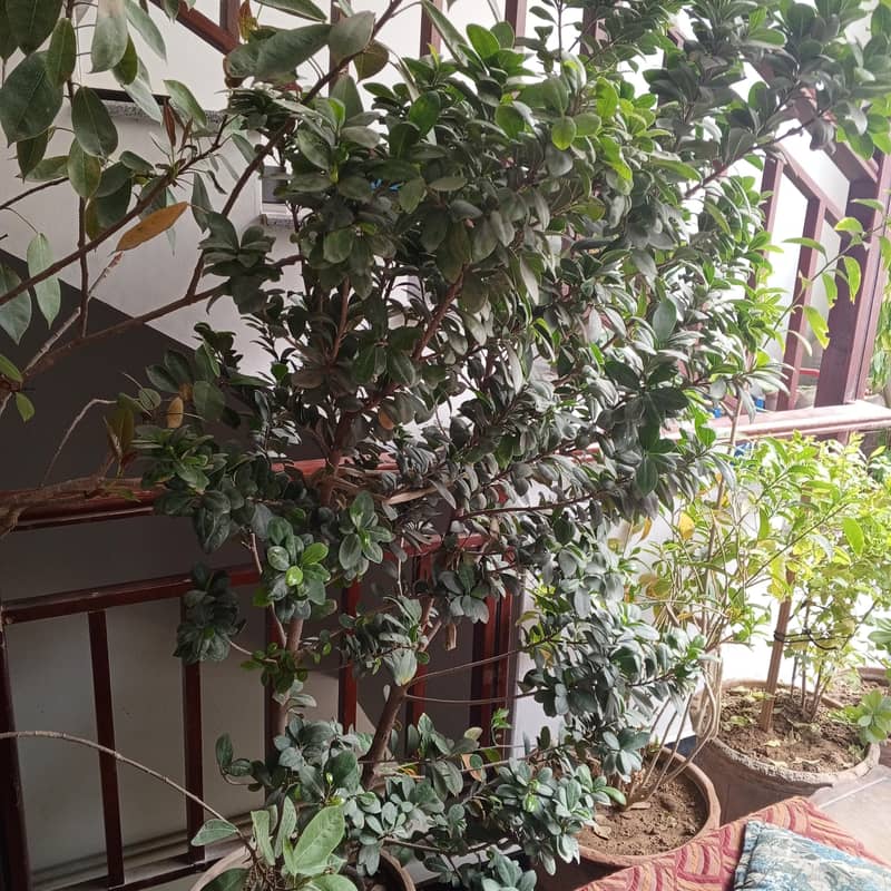 plants 2