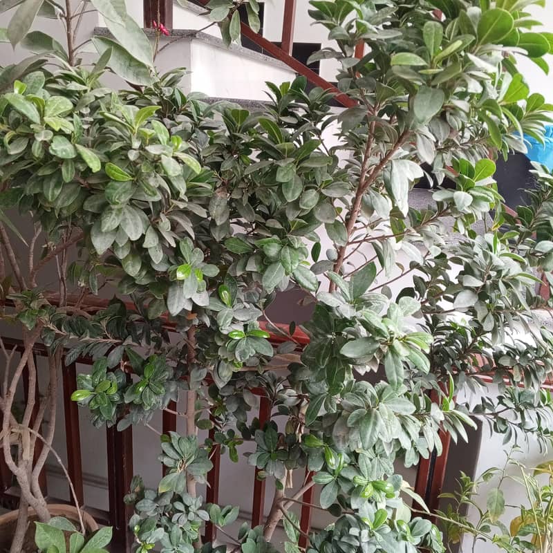 plants 3