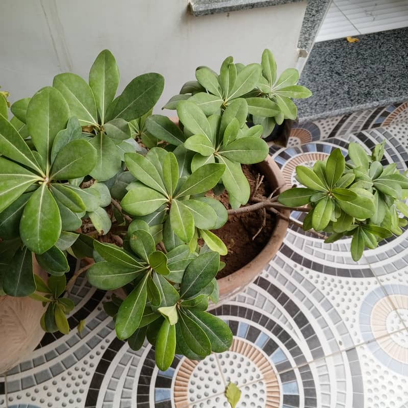 plants 4