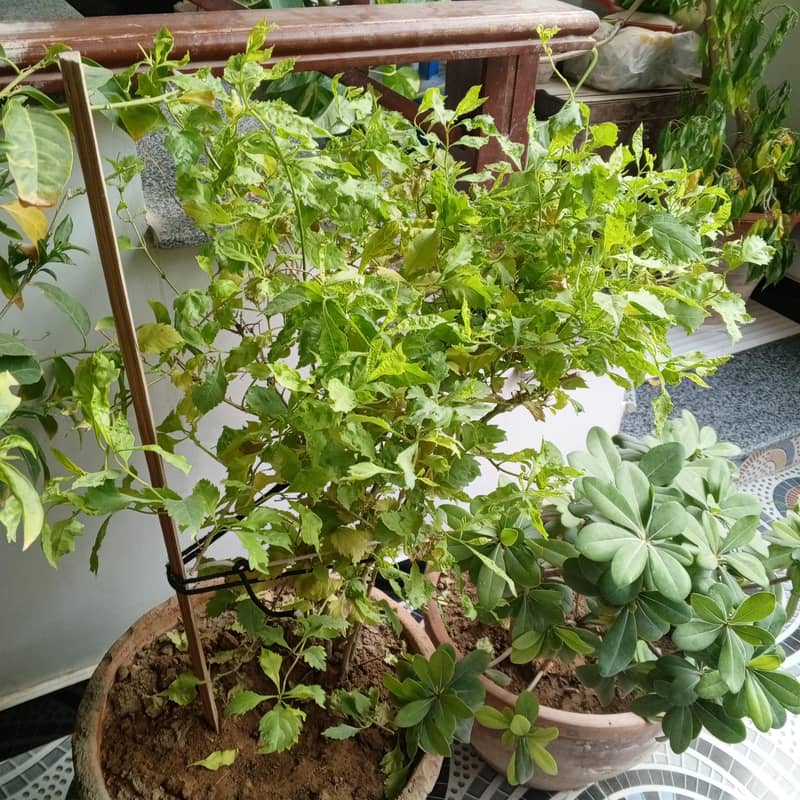 plants 5