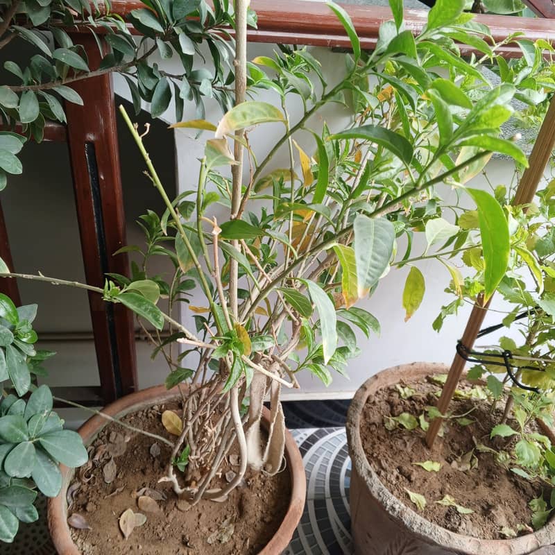 plants 6