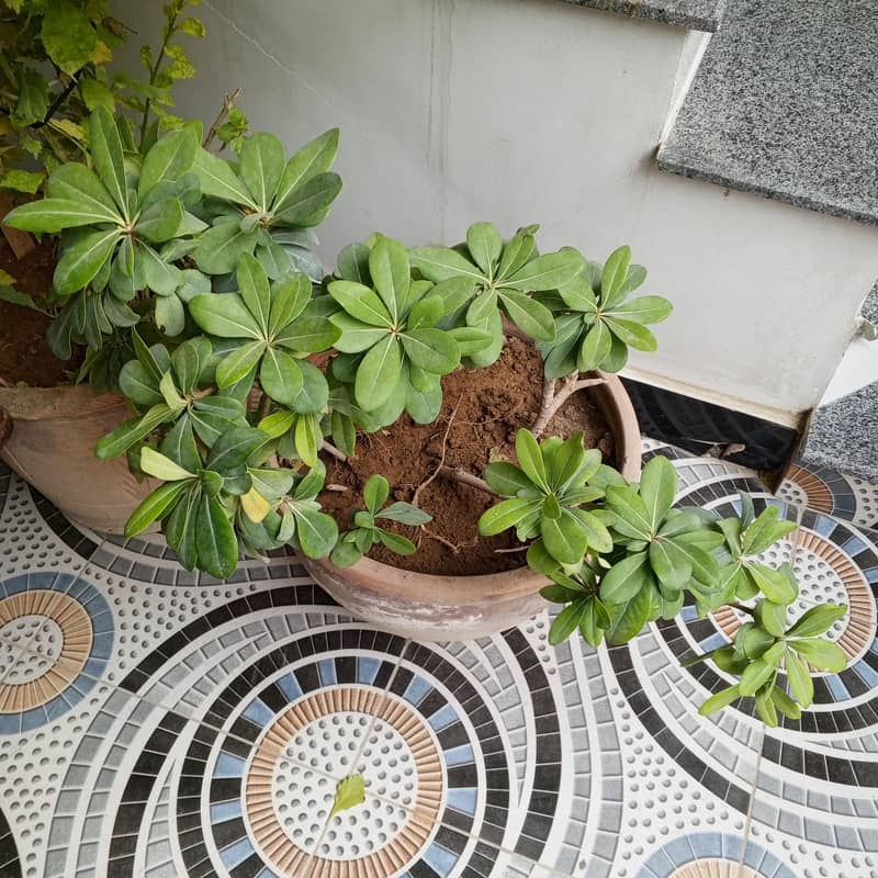 plants 7