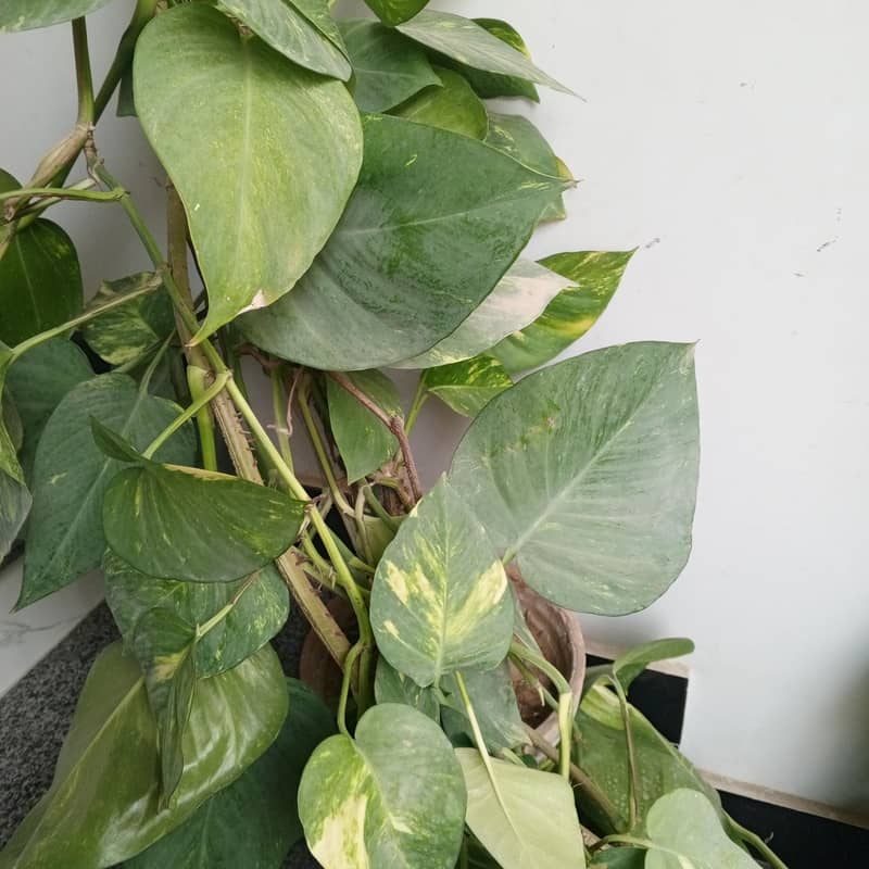 plants 8