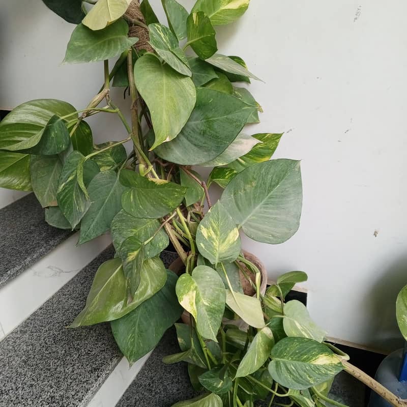 plants 9