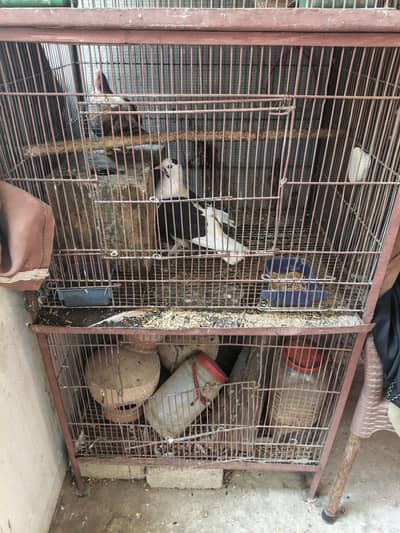 budgies and pigeon with cage