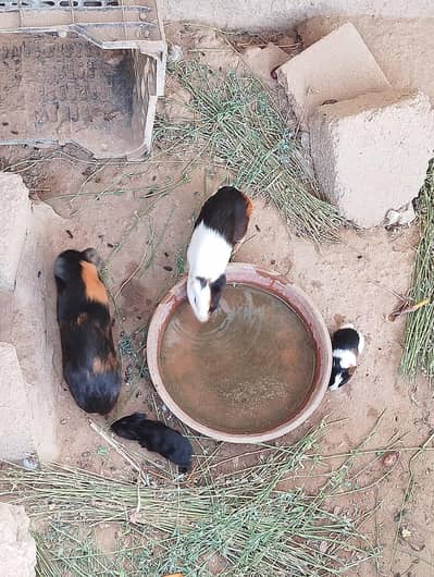 Guinea pigs