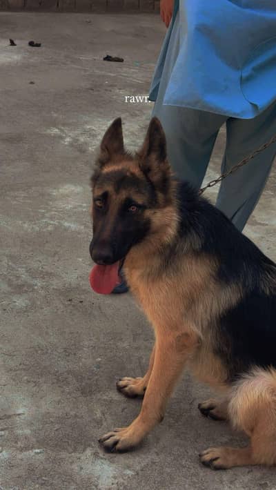Name OREO germen shepherd female for sale