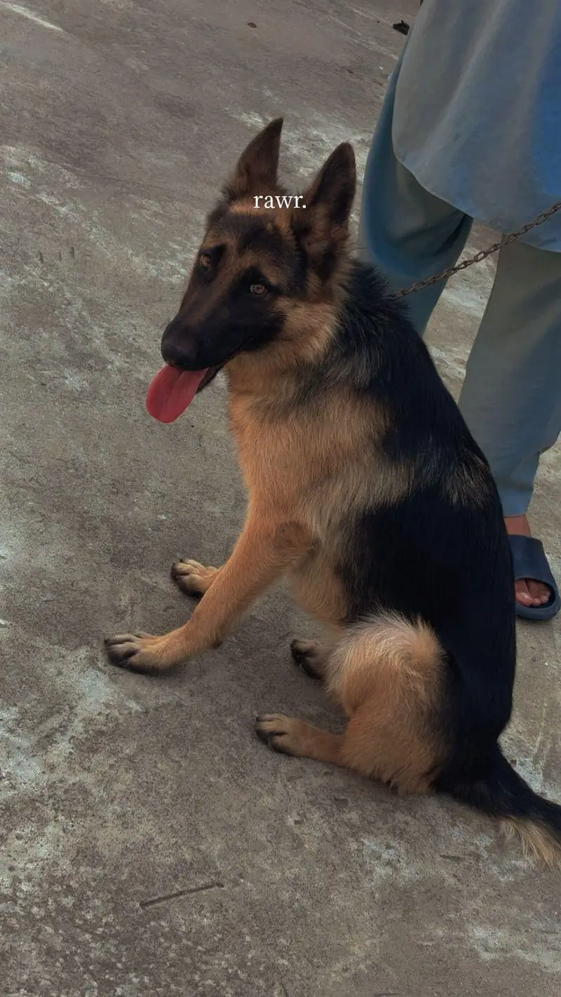 Name OREO germen shepherd female for sale — photo 2