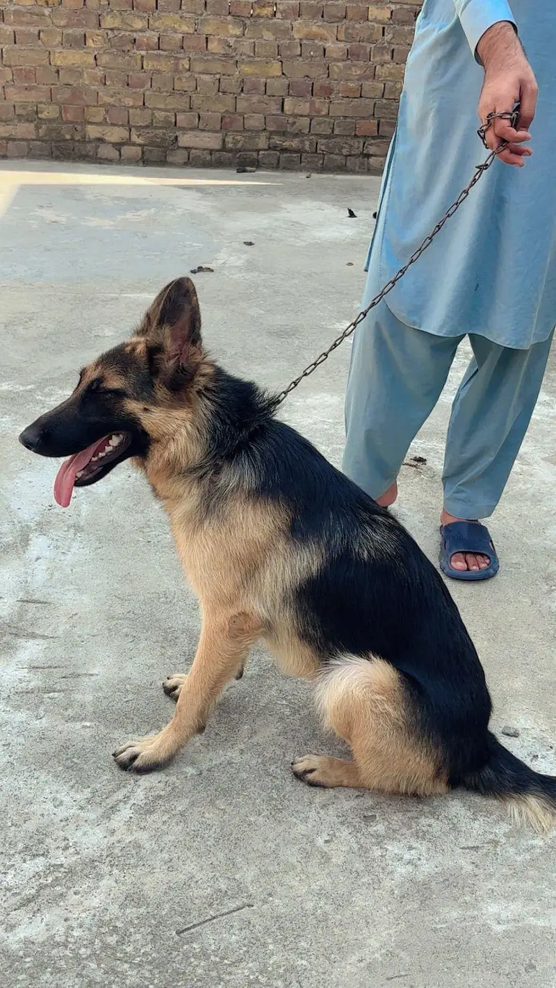 Name OREO germen shepherd female for sale — photo 3