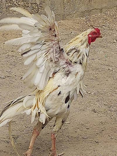 Cheena Aseel Age Approx 12 Months Home Breed.