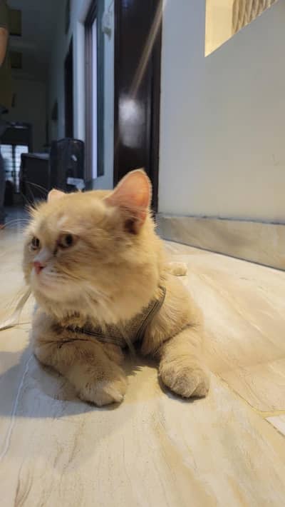 cat 1 year
