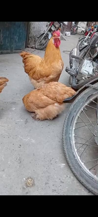 Golden buff